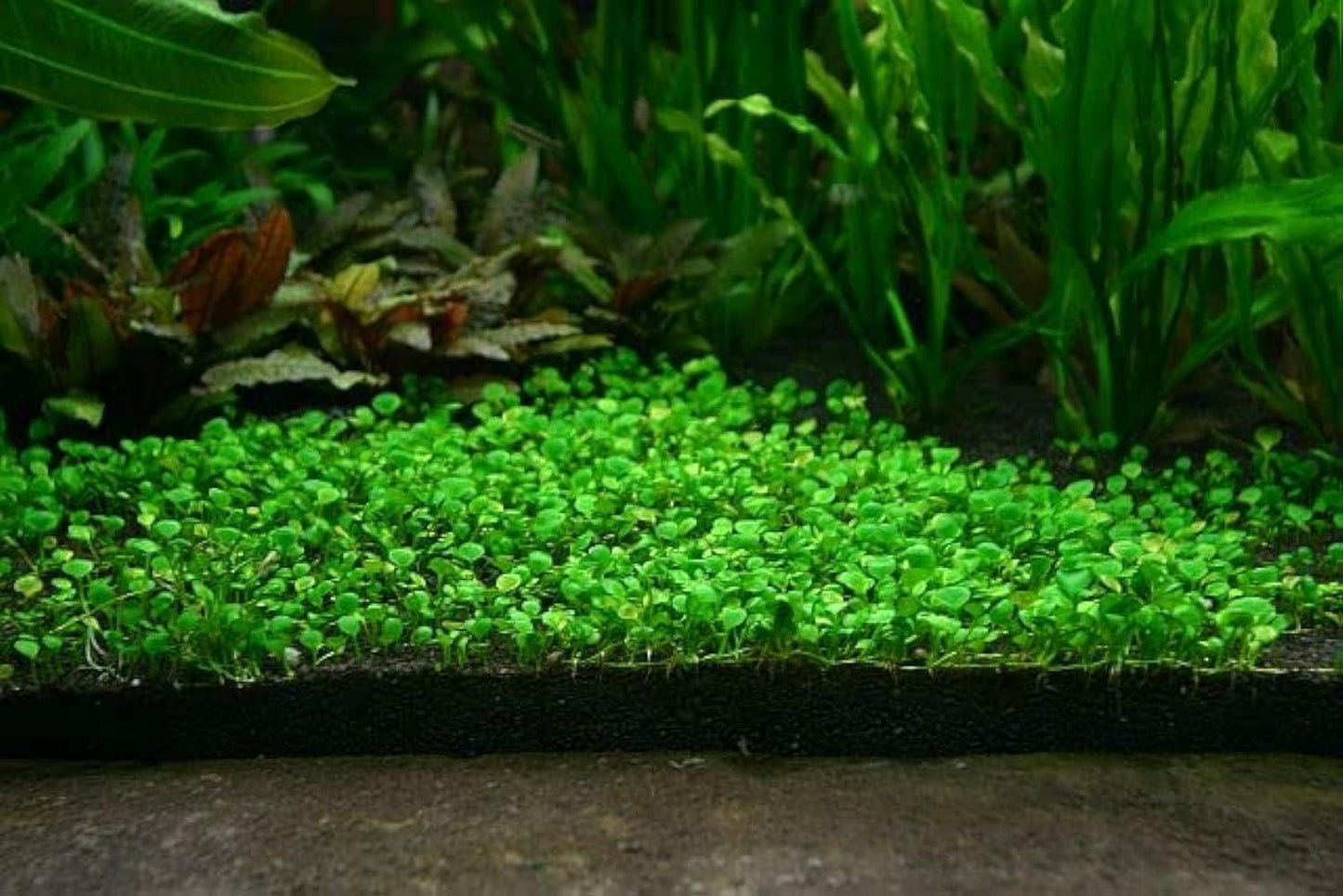Double-Leaf Aquarium Plants Seeds | BUY 1 GET 2 FREE