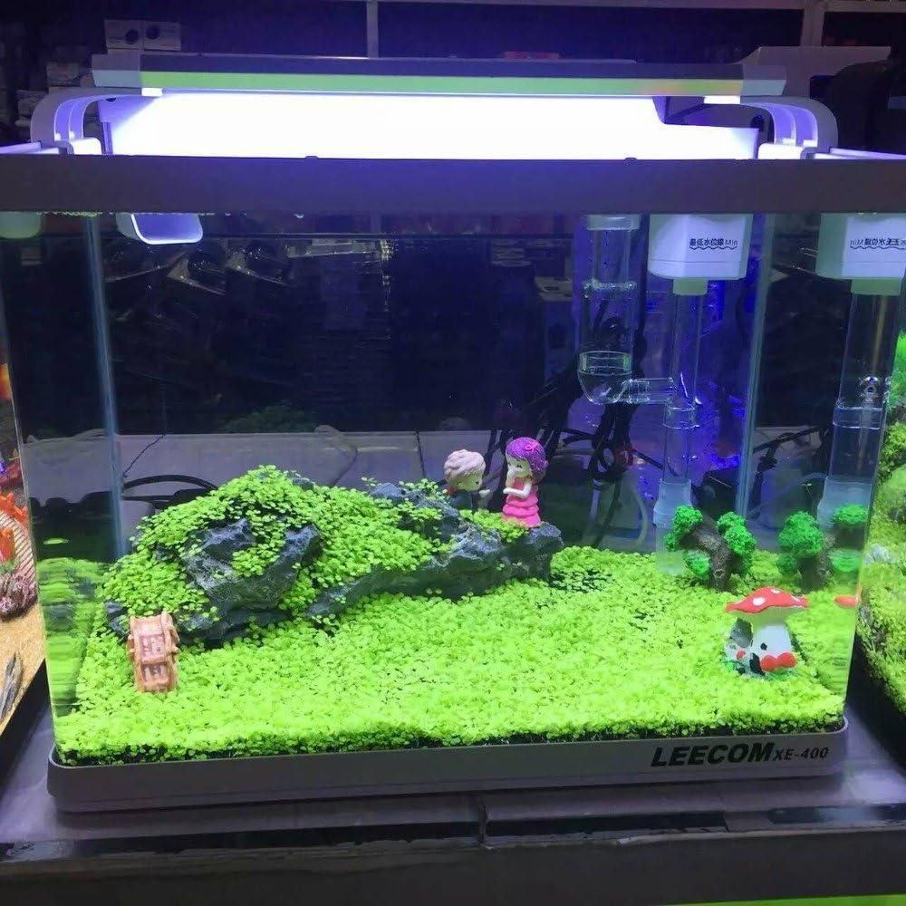 Double-Leaf Aquarium Plants Seeds | BUY 1 GET 2 FREE
