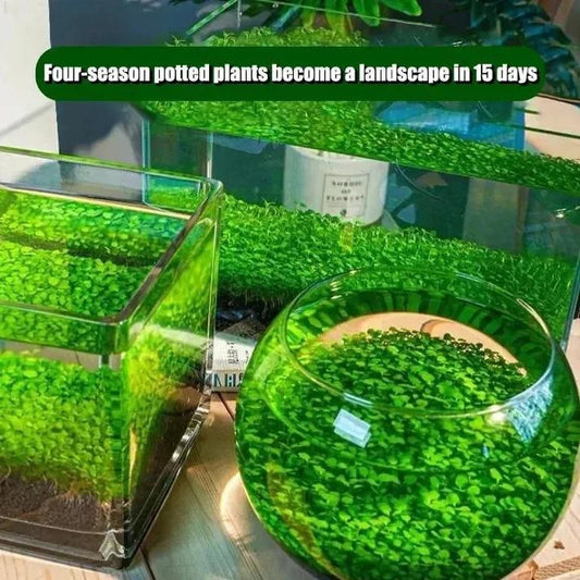 Double-Leaf Aquarium Plants Seeds | BUY 1 GET 2 FREE