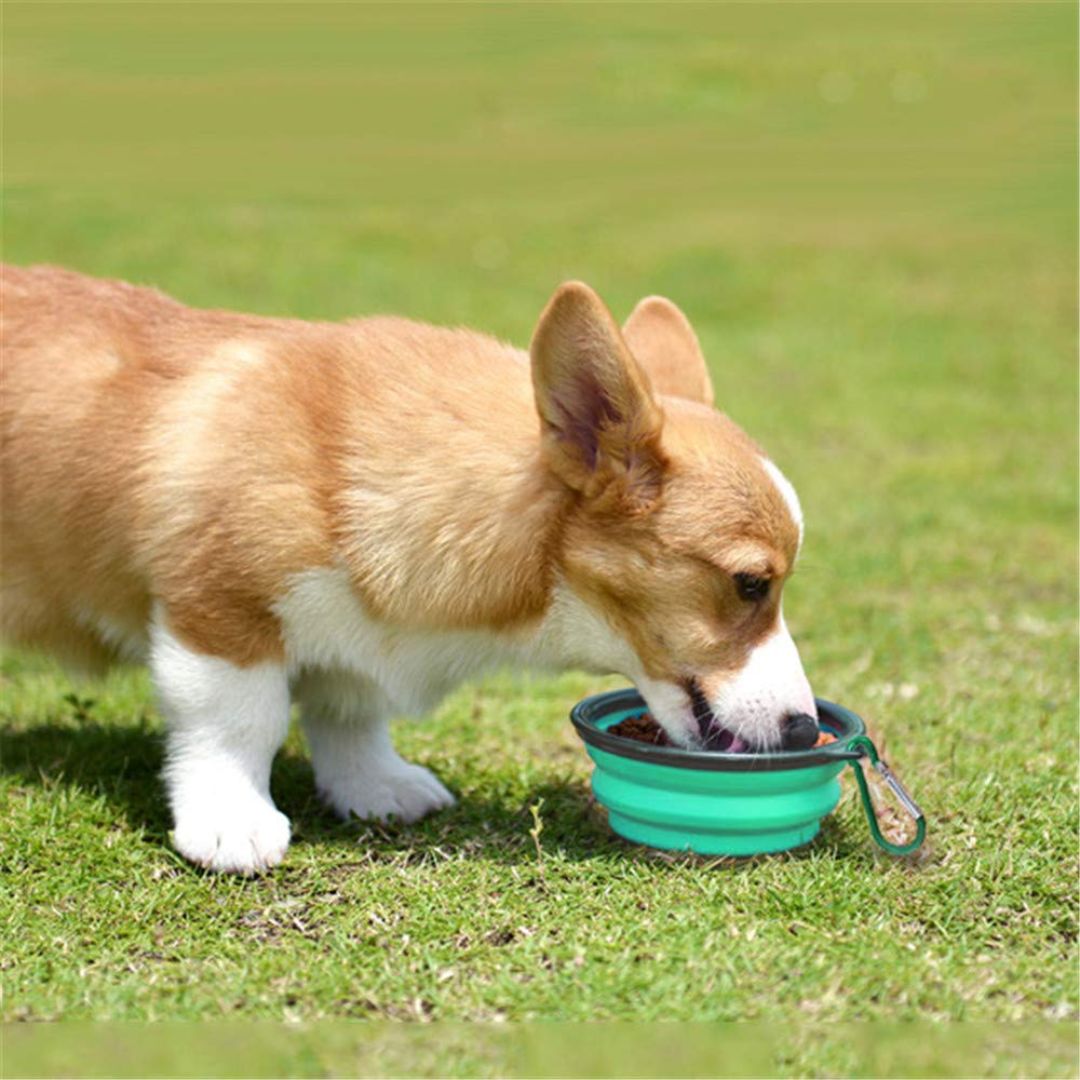 Foldable Silicone Pet Feed Bowl